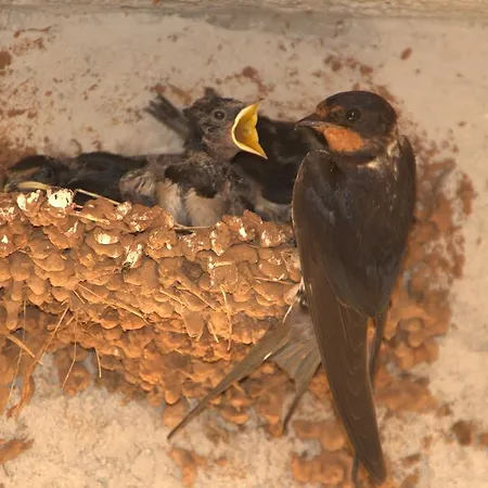 Villa Rural House Gluic Bogatić