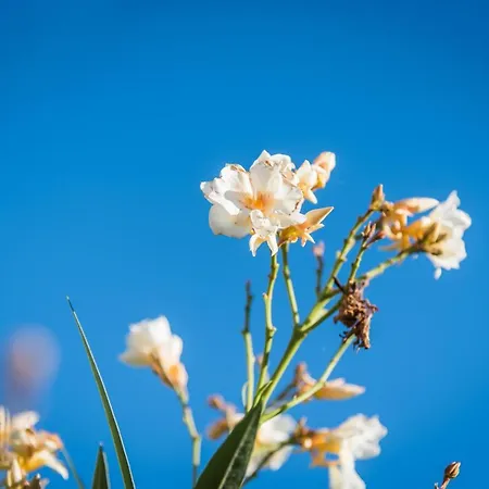 Rural House Gluic Villa Bogatić