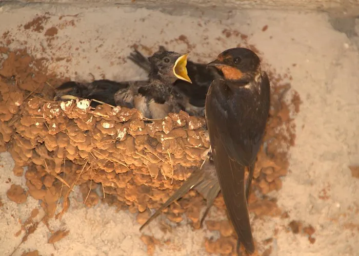 Villa Rural House Gluic Bogatić