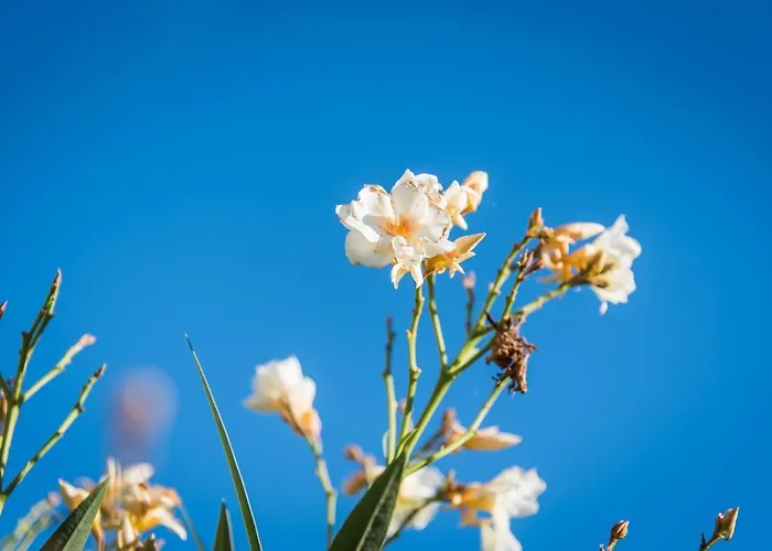 Rural House Gluic Villa Bogatić